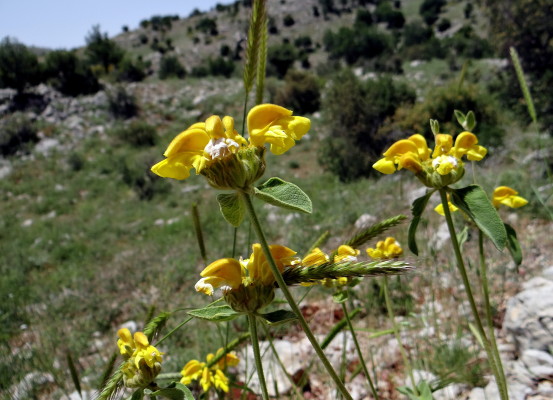 שלהבית צהובת-עלים Phlomis chrysophylla Boiss.