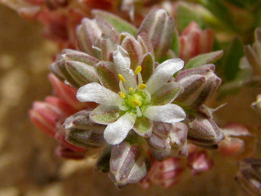 רב-פרי בשרני Polycarpon succulentum (Delile) J.Gay