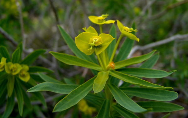Euphorbia dendroides L.