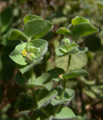 חלבלוב שעיר Euphorbia hirsuta L.