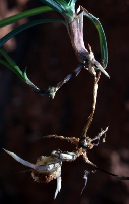 Cyperus rotundus L.