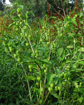 בוען מצולע Physalis angulata L.