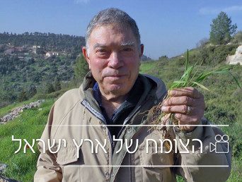 הצומח של ארץ ישראל - קורס וידאו
