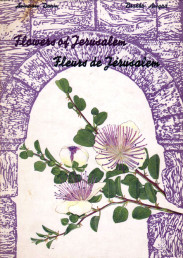 Flowers of Jerusalem