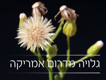 גלויות מדרום אמריקה