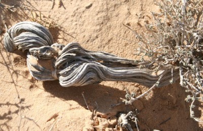 Chapter H: Plants Discovered in Jordan and Israel