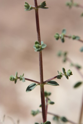 אזובית ירדנית Origanum jordanicum Danin & Kuenne