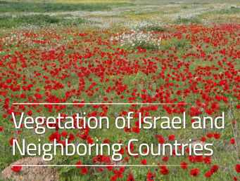 Vegetation of Israel and Neighboring Countries