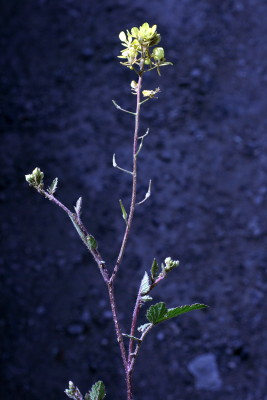 חרדל לבן Sinapis alba L.