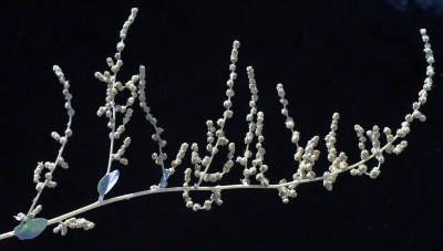 תפרחות בהן כדורים עם פרחי זכר ופרחי נקבה זעירים (1.2-1 מ
