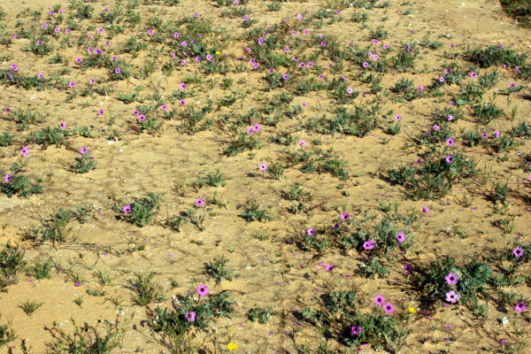 Erodium crassifolium L'Her.
