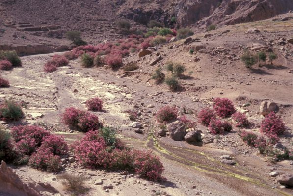 Nerium oleander L.