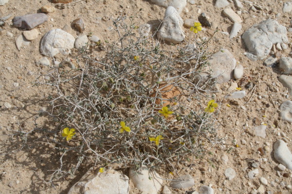 שמשון המדבר Helianthemum sancti-antonii Schweinf. ex Boiss.
