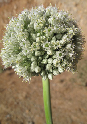 שום גבוה Allium ampeloprasum L.