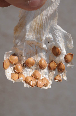 שום גבוה Allium ampeloprasum L.
