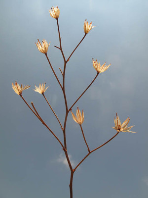 כרבולתן השדות Bongardia chrysogonum (L.) Griseb.