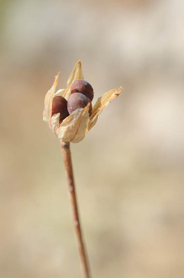 כרבולתן השדות Bongardia chrysogonum (L.) Griseb.