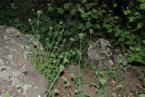 קלינופודיון מנוצה Clinopodium vulgare L.