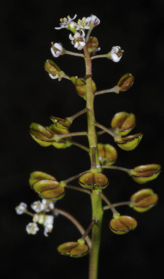 טיסדליה שסועה Teesdalia coronopifolia (J.P.Bergeret) Thell.