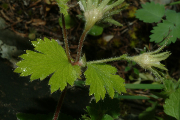 גיאון שנוי-פירות Geum heterocarpum Boiss.