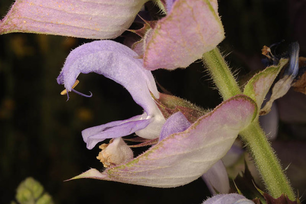 מרווה מרושתת Salvia sclarea L.