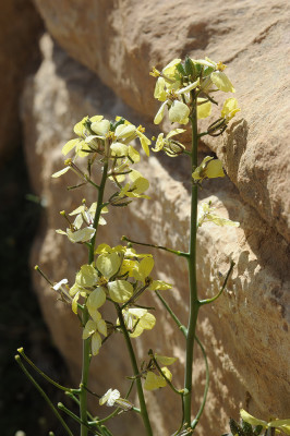 תודרה נאה Sisymbrium septulatum DC.