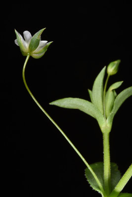ארנריה נימית Arenaria tremula Boiss.
