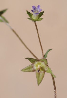 פעמונית קטנה Campanula erinus L.
