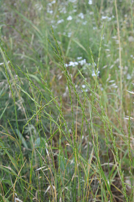 גלדן מחוספס Elytrigia intermedia (Host) Nevski