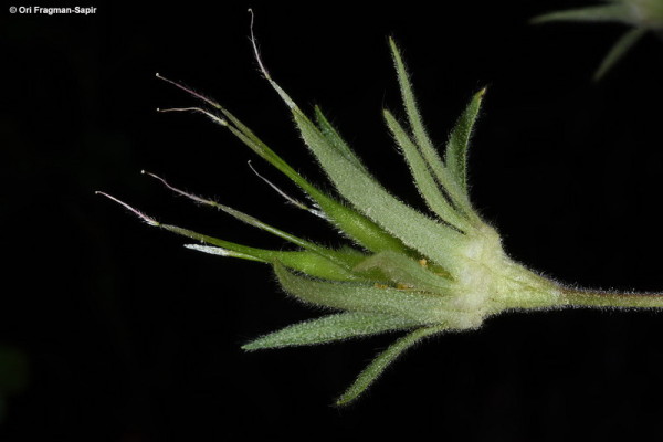 גיאון שנוי-פירות Geum heterocarpum Boiss.