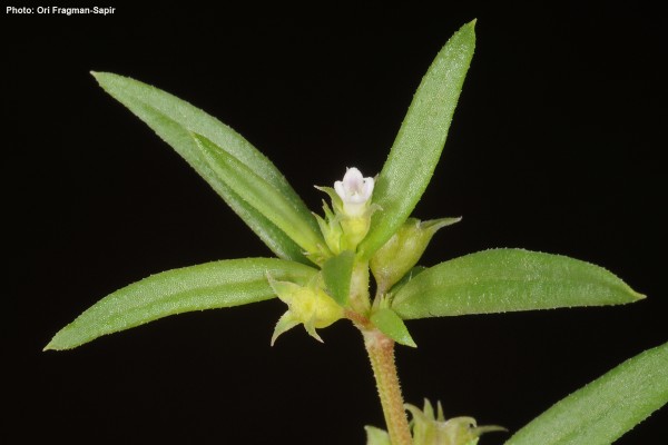 אולדנית הכף Oldenlandia capensis L.f.