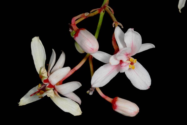 מורינגה רותמית Moringa peregrina (Forssk.) Fiori