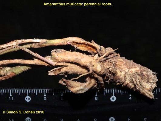 ירבוז מורגי Amaranthus muricatus Gillies ex Hicken.