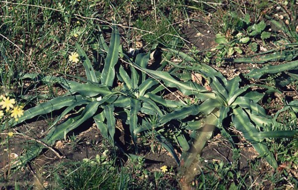 בן-חצב יקינתוני Scilla hyacinthoides L.