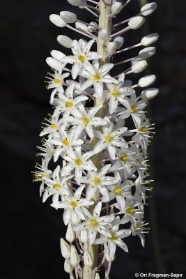 חצב מצוי Drimia aphylla (Forssk.) J. C. Manning & Goldblatt