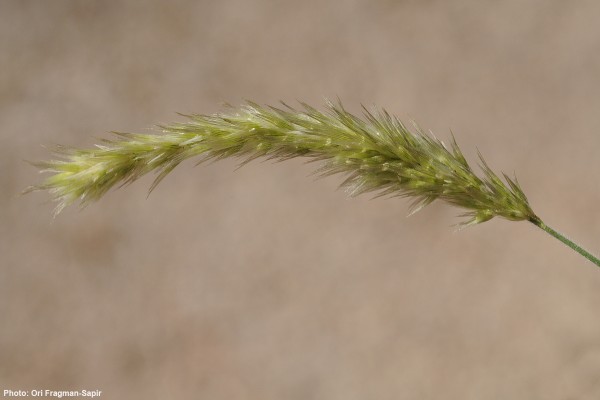 ציצן קצר Enneapogon desvauxii P.Beauv.