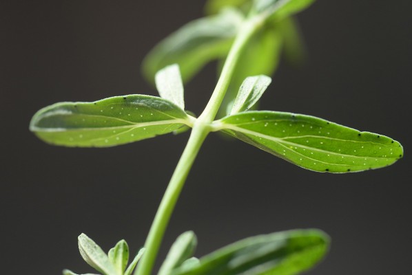 Hypericum perforatum L.