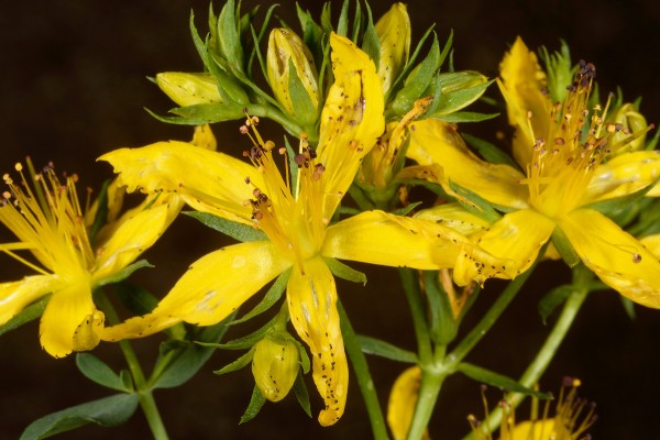 Hypericum perforatum L.