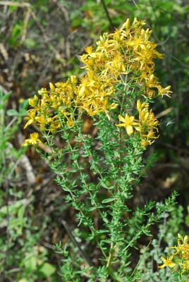 Hypericum perforatum L.