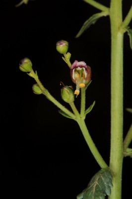 לוענית הלבנון Scrophularia libanotica Boiss.