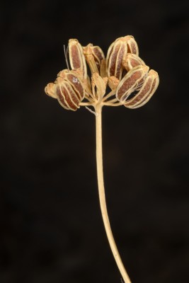 נדד סורי Smyrniopsis syriaca Boiss.