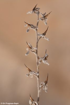 הילל מקומט Paracaryum rugulosum (DC.) Boiss.