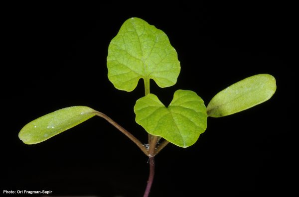 אליאריה שומית Alliaria petiolata (M.Bieb.) Cavara & Grande