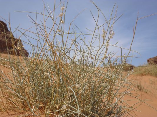 Astragalus camelorum Barbey