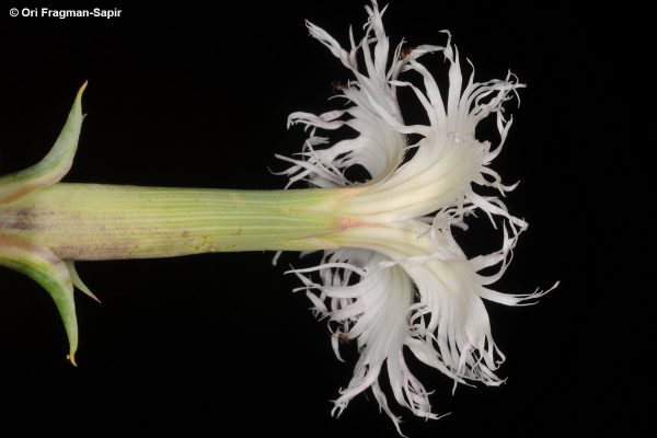 Dianthus libanotis Labill.