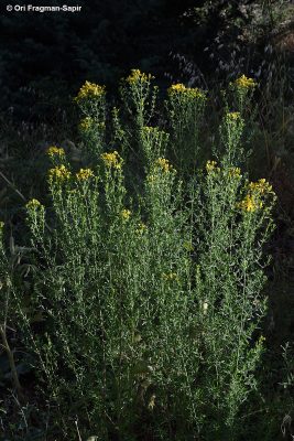 Hypericum perforatum L.