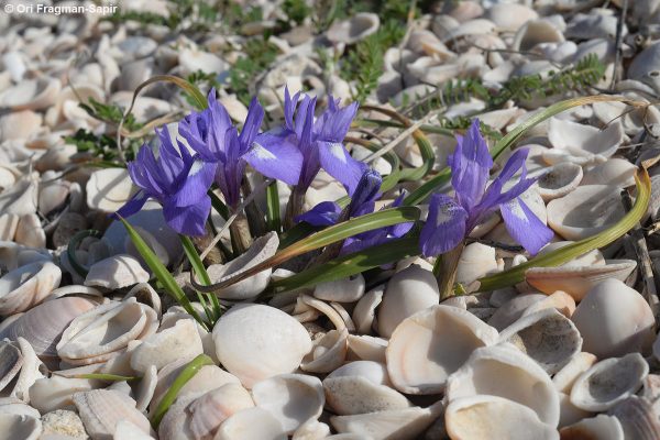 Moraea sisyrinchium (L.) Ker-Gawler