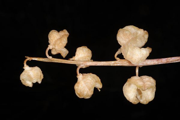 יקינתון מזרחי Hyacinthus orientalis L.