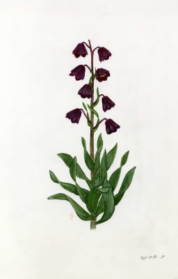 גביעונית הלבנון Fritillaria persica L.