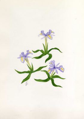 אירוס טוביה Iris regis-uzziae Feinbrun